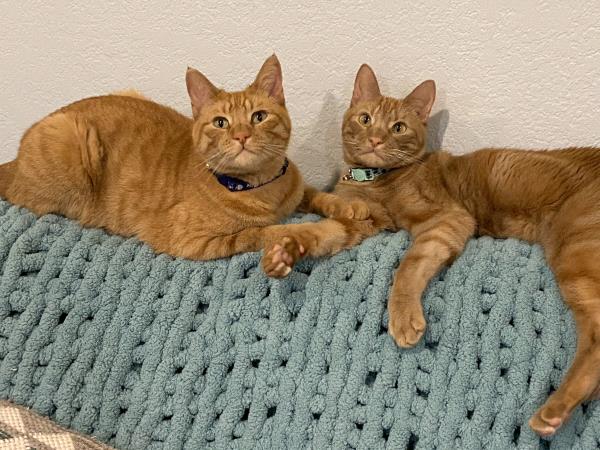 /Images/uploads/Friends of Seal Beach Animal Care Center/2022sbacc/entries/20793thumb.jpg